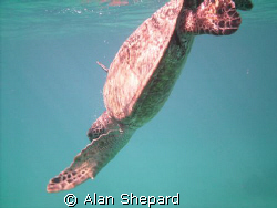 Makin Bubbles in H-Bay, Oahu.  by Alan Shepard 
